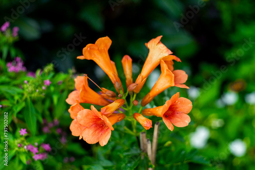 Campsis radicans is up to 9 centimetres (3.5 inches) long and trumpet shaped. Campsis radicans are orange to reddish orange in color with a yellowish throat and 5 shallow lobes bending backward photo