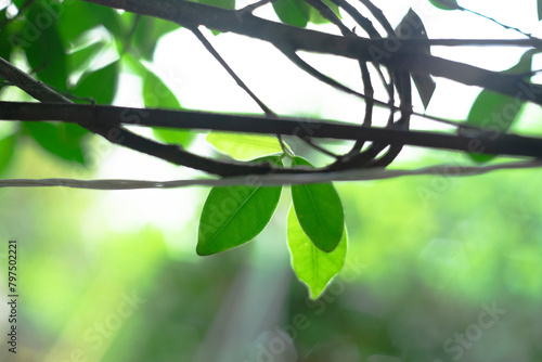 Ficus benjamina, commonly known as weeping fig, benjamin fig or ficus Ficus benjamina, and Ficus benjamina often sold in stores as just ficus, photo