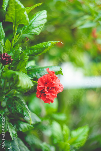 Malvaceae, is a species of tropical hibiscus, a flowering plant in the Hibisceae tribe of the family Malvaceae.Hibiscus glanduliferus Craib (Malvaceae) in a garden photo