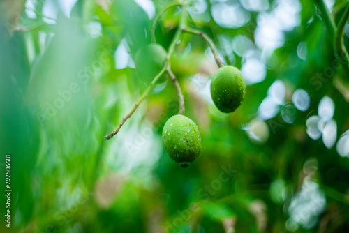 Mombins Tree Fruit of the Genus Spondias , Ambarella is lined with green and brown hues,English Plum Spondias dulcis of the species Spondias dulcis with selective focus photo