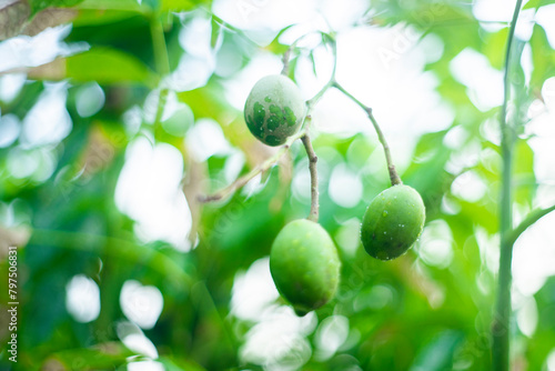 Mombins Tree Fruit of the Genus Spondias , Ambarella is lined with green and brown hues,English Plum Spondias dulcis of the species Spondias dulcis with selective focus photo