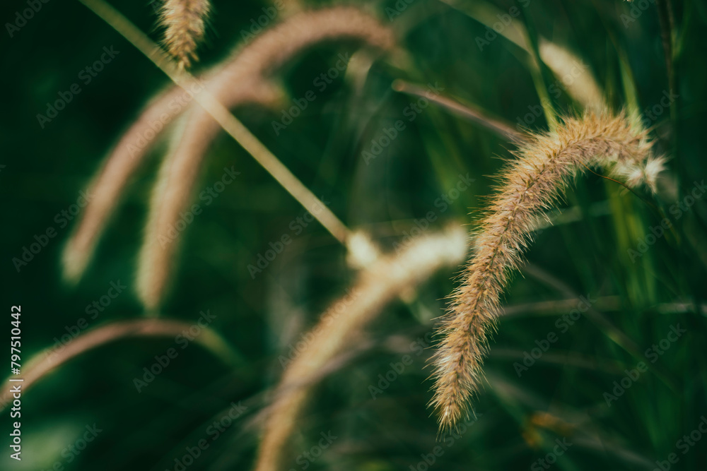 ennisetum purpureum are also known as American grass,Pennisetum purpureum is considered an invasive species due to Pennisetum purpureum ennisetum purpureum are also known as American grass,Pennisetum purpureum is considered an invasive species due to Pennisetum purpureum