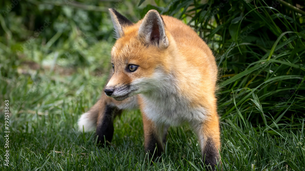 A young baby red fox in the grass A young baby red fox in the grass