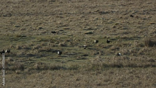 Rare male Black Grouse, Tetrao tetrix, lekking on the moors.