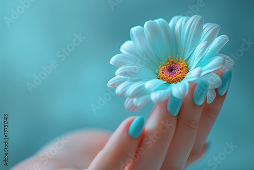 woman hand with blue nails holds a chamomile on blue background