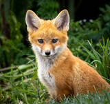 A young baby red fox in the grass