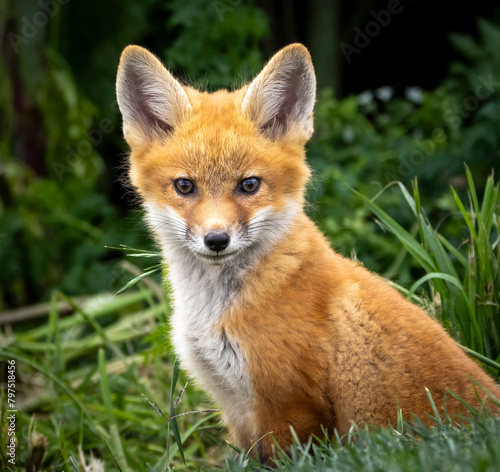 A young baby red fox in the grass