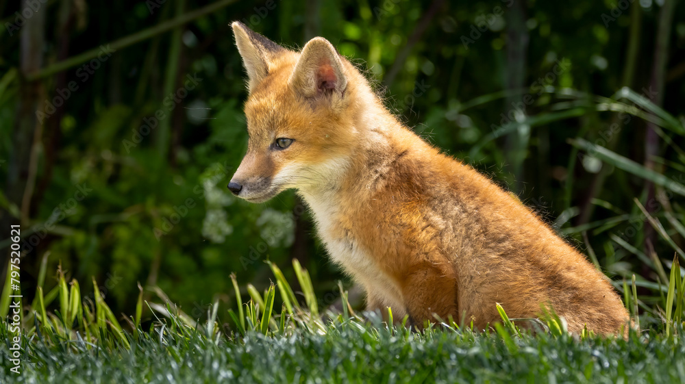 A young baby red fox in the grass A young baby red fox in the grass
