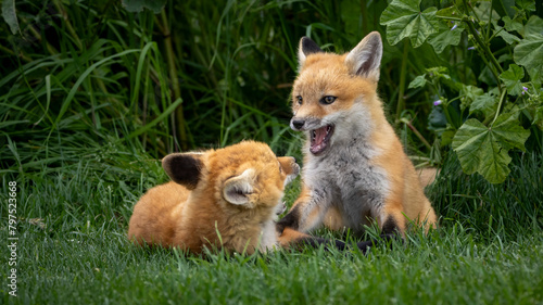 A pair of baby red foxes playing in the grass