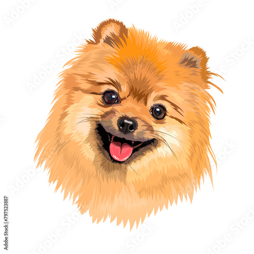 Portrait of a pet dog of the Spitz breed