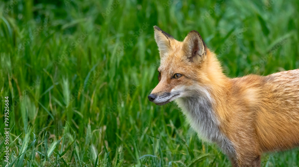 A fox in the grass at a park in San Jose, CA