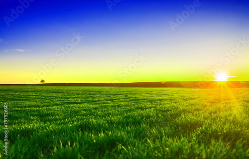 Image of green grass field and blue sky