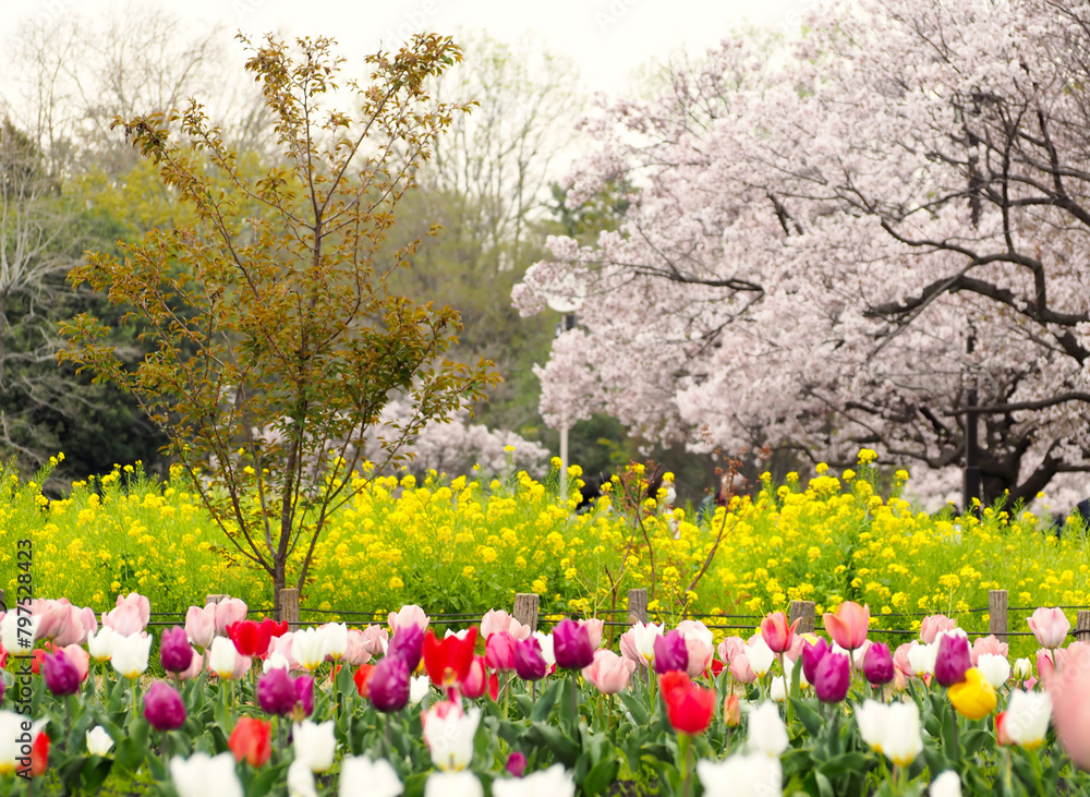 桜 桜