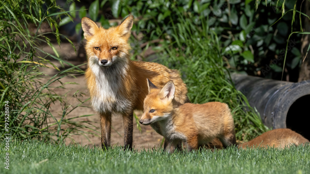 Fototapeta premium A small fox family in a park.