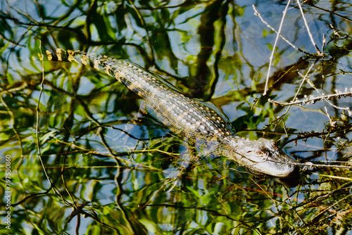 Small alligator seen through clear water at Horton Pond, Jekyll Island photo