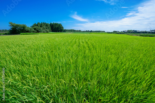 rice farm  green field and blue sky