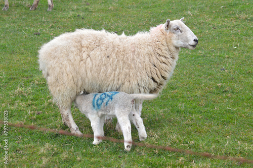 Baby lamb drinking mother's milk