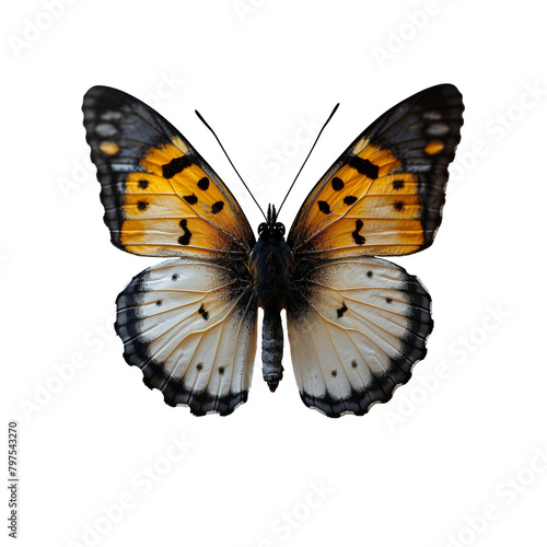 Majestic orange and white butterfly on transparent background © OKAN