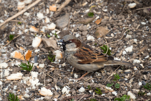 sparrow eating bread closeup