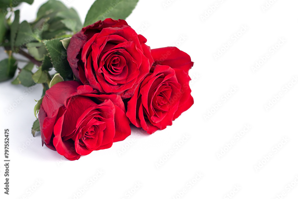 Beautiful red roses on a white background with space for copy. Beautiful red roses on a white background with space for copy.