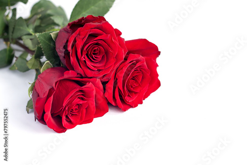 Beautiful red roses on a white background with space for copy.