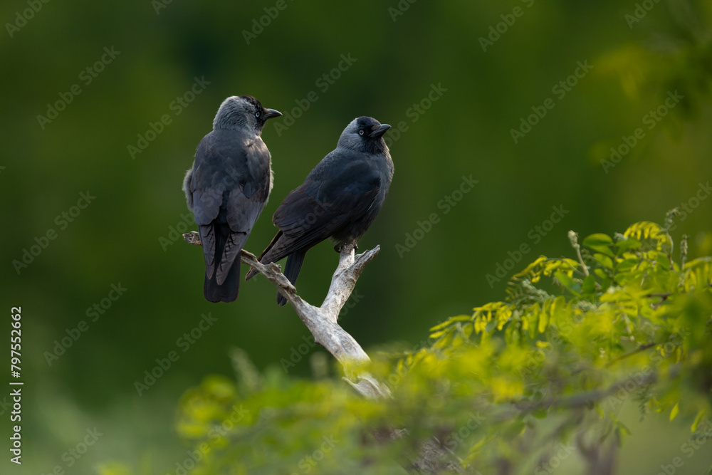 Birds - Two Western jackdaw (lat. Coloeus monedula) sitting on a branch with green background