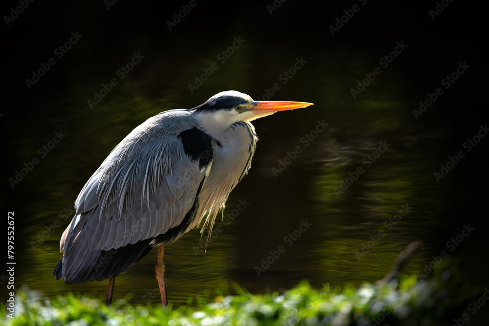 Bird - Grey heron (lat. Ardea cinerea) standing on the shore of a small lake looking to the right - sunny afternoon