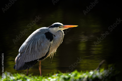 Obraz na płótnie Bird - Grey heron (lat. Ardea cinerea) standing on the shore of a small lake looking to the right - sunny afternoon w salonie