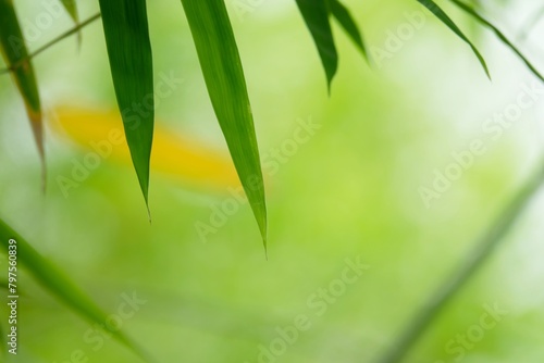 Fototapeta Naklejka Na Ścianę i Meble -  A leafy green plant with a leafy green background. The leaf is the main focus of the image