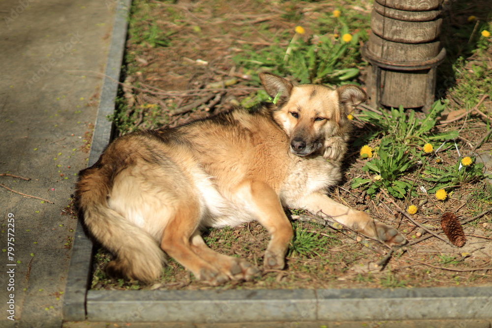 Homeless brown dog slipping on the ground Homeless brown dog slipping on the ground
