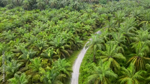 Aerial view of road in the middle of oil palm fields. plantation palm oil sawit photo