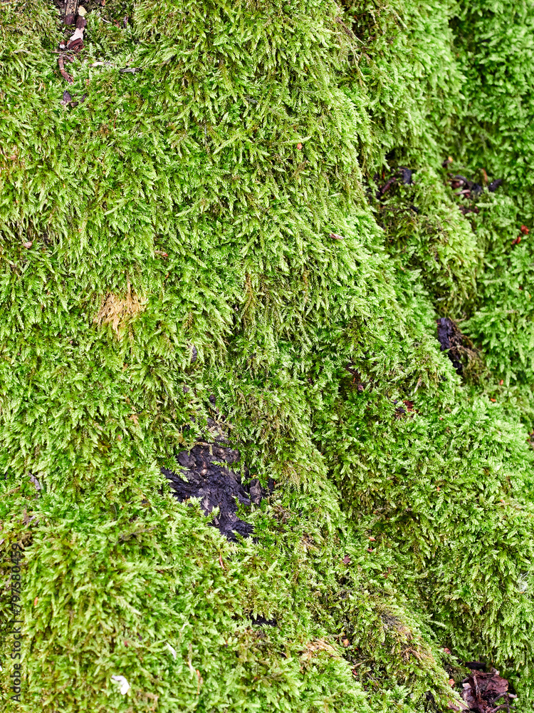 Obraz premium Green forest moss. Texture or background
