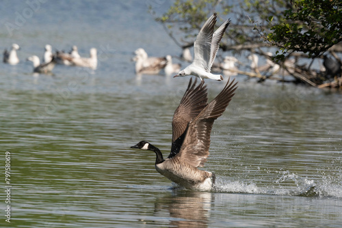 Bernache du Canada,.Branta canadensis, Canada Goose, Mouette rieuse,.Chroicocephalus ridibundus, Black headed Gull