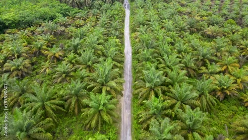Aerial view of road in the middle of oil palm fields. plantation palm oil sawit