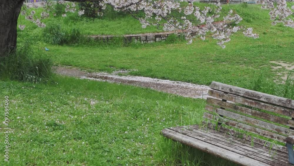 桜が散る公園の風景 桜が散る公園の風景