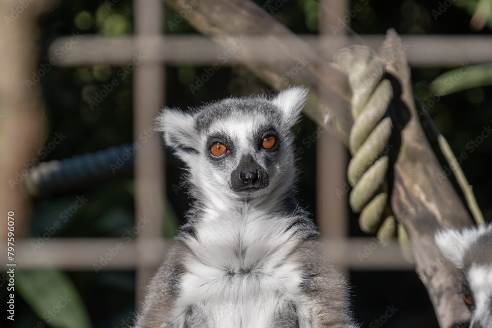 Obraz premium Ring-tailed lemur in an enclosure looking at camera