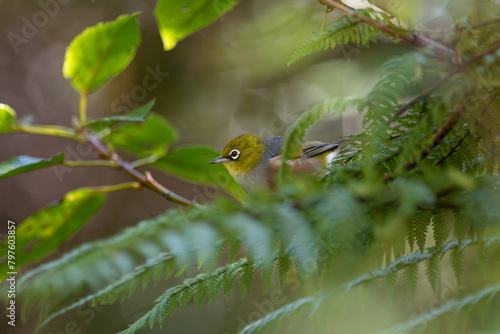 Waxeye tauhau, New Zealand