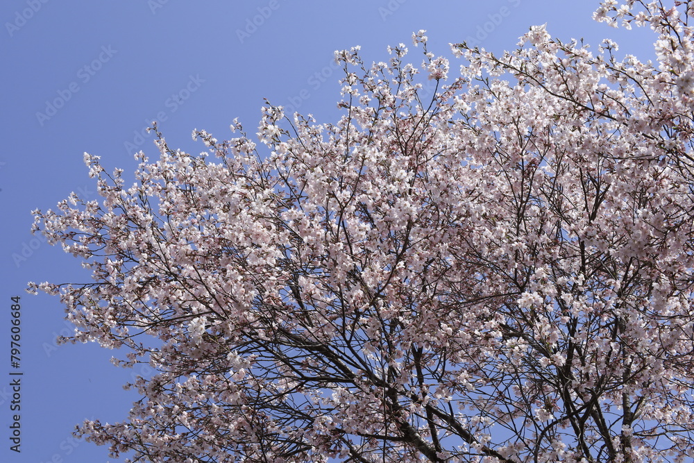 sakura cherry blossoms on the blue sky background