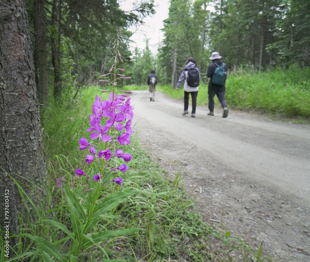 Obraz premium People walking on the track to Brooks Falls. Fireweed flowers on the side of the trail. Katmai National Park and Preserve. Alaska.