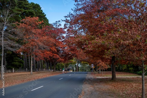 Mount Macedon Victoria Melbourne Autumn Leave マウントマセドン　メルボルン　オーストラリア　紅葉 © Naohiro