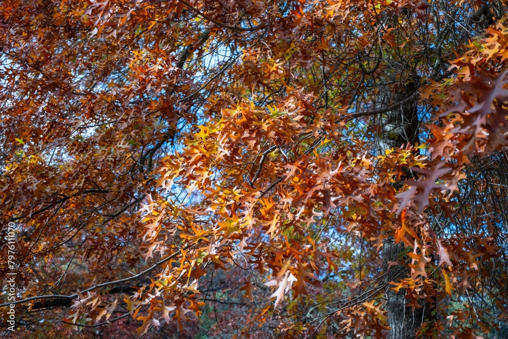 Mount Macedon Victoria Melbourne Autumn Leave マウントマセドン メルボルン オーストラリア 紅葉 Mount Macedon Victoria Melbourne Autumn Leave マウントマセドン メルボルン オーストラリア 紅葉
