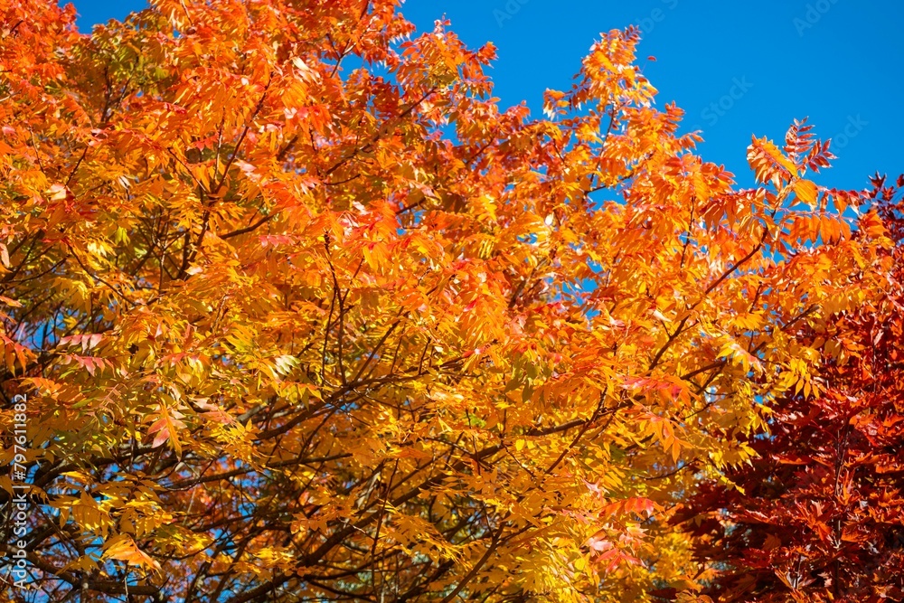 Mount Macedon Victoria Melbourne Autumn Leave マウントマセドン メルボルン オーストラリア 紅葉 Mount Macedon Victoria Melbourne Autumn Leave マウントマセドン メルボルン オーストラリア 紅葉