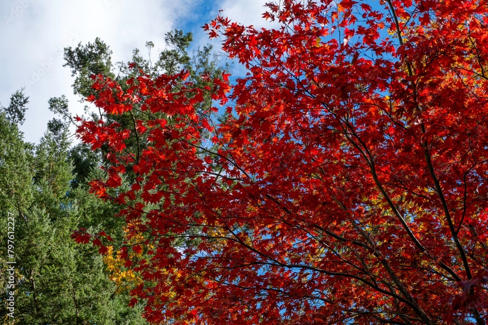 Mount Macedon Victoria Melbourne Autumn Leave マウントマセドン メルボルン オーストラリア 紅葉 Mount Macedon Victoria Melbourne Autumn Leave マウントマセドン メルボルン オーストラリア 紅葉
