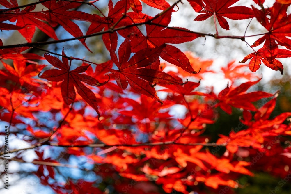 Mount Macedon Victoria Melbourne Autumn Leave マウントマセドン メルボルン オーストラリア 紅葉 Mount Macedon Victoria Melbourne Autumn Leave マウントマセドン メルボルン オーストラリア 紅葉
