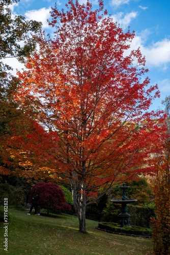 Mount Macedon Victoria Melbourne Autumn Leave マウントマセドン メルボルン オーストラリア 紅葉