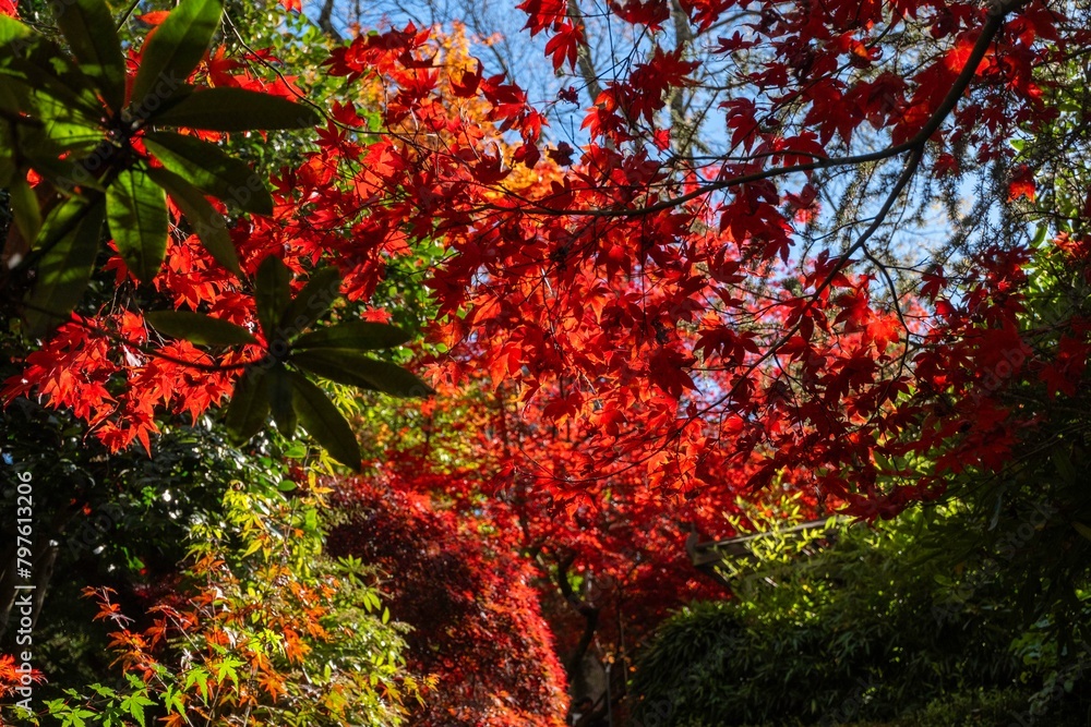Mount Macedon Victoria Melbourne Autumn Leave マウントマセドン メルボルン オーストラリア 紅葉 Mount Macedon Victoria Melbourne Autumn Leave マウントマセドン メルボルン オーストラリア 紅葉