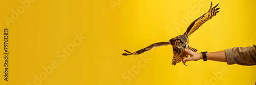 Wildlife rescue volunteer web banner. Volunteer releasing rehabilitated owl on yellow background with copy space. photo