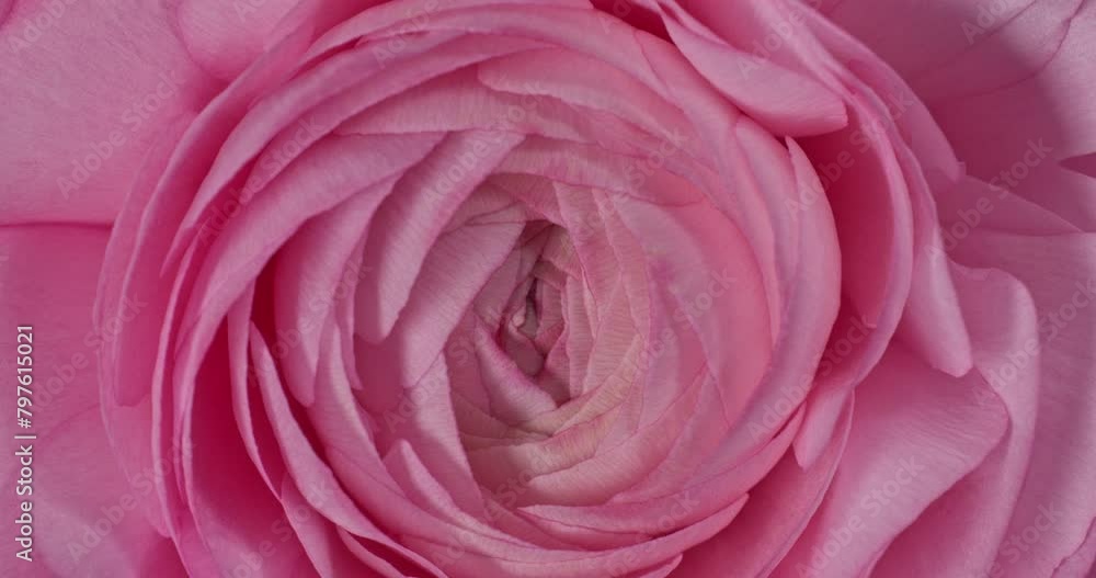 very nice and beautiful pink persian buttercup or Ranunculus flower macro spinning around, top view very nice and beautiful pink persian buttercup or Ranunculus flower macro spinning around, top view