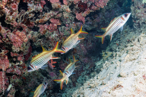 素晴らしいサンゴ礁の水中洞窟の美しいアカマツカサ、ウケグチイットウダイ（イットウダイ科）他の群れ。

沖縄県島尻郡座間味村阿嘉島のクシバルビーチにて。
2021年4月27日水中撮影。

The Beautiful schools of Blotcheye soldierfish (Myripristis berndti) and Sammara squirrelfish (Neoniphon sa photo