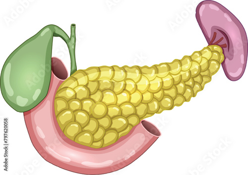 Pancreas, gallbladder, small intestine and spleen anatomy illustration on a white background